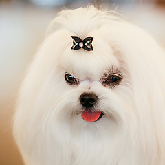 Image showing Cute Shih Tzu White Toy Dog