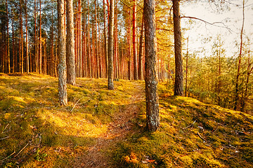 Image showing Sunset In Autumn Forest