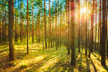 Image showing Sunset In Spring Forest