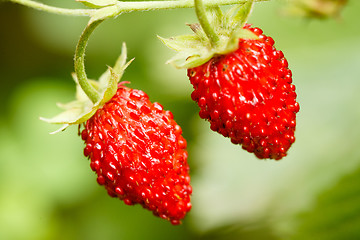 Image showing Strawberry. Strawberries. Growing Organic Berries