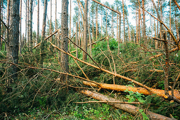 Image showing Windfall in forest. Storm damage.