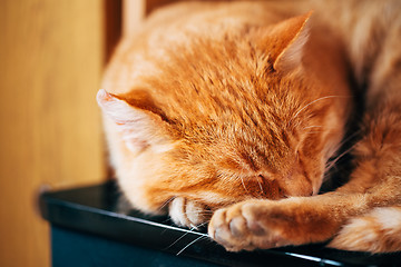 Image showing Peaceful Little Red Kitten Cat Sleeping On Bed