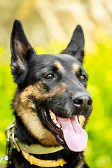 Image showing German Shepherd Dog