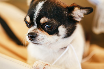 Image showing Chihuahua dog close up portrait