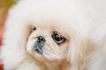 Image showing White Pekingese Pekinese Peke Whelp Puppy Dog