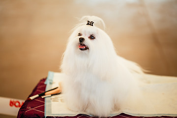 Image showing Cute Shih Tzu White Toy Dog
