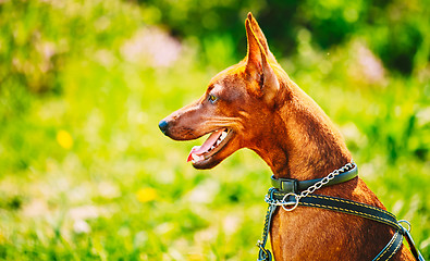 Image showing Close Up Brown Dog Miniature Pinscher Head