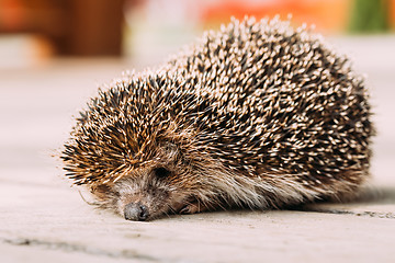 Image showing Small Funny Hedgehog On Wooden Floor