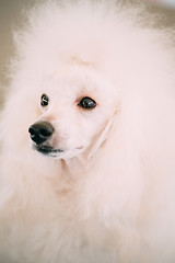 Image showing White Standard Poodle Dog Close Up Portrait