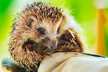 Image showing Hedgehog Sitting On Hand In Glove