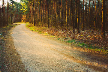 Image showing Spring Forest Road Under Sunset