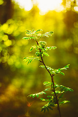 Image showing Sunset In Spring Forest. Young Leaf In Sunlight