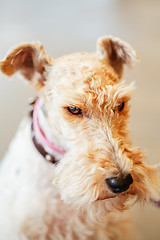 Image showing Wire Fox Terrier