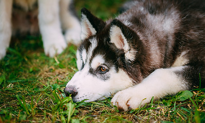 Image showing Sad Young Husky Puppy Eskimo Dog