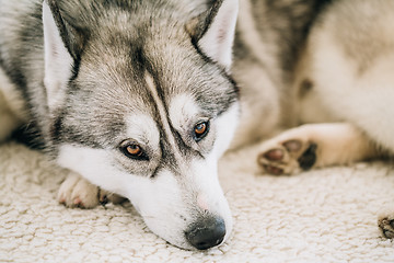 Image showing Gray Adult Siberian Husky Dog (Sibirsky husky) 