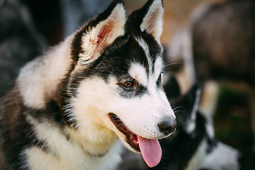 Image showing Close Up Young Happy Husky Puppy Eskimo Dog