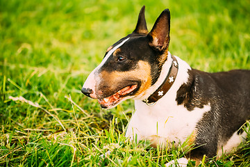 Image showing Close Pets Bull Terrier Dog Portrait At Green Grass