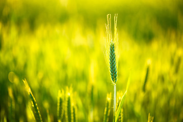 Image showing Green wheat in field