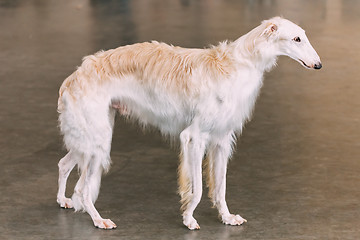 Image showing White Dog Russian Borzoi Wolfhound