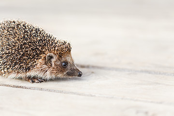 Image showing Small Funny Hedgehog On Wooden Floor