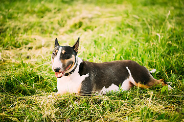 Image showing Pets Bull Terrier Dog Portrait At Green Grass