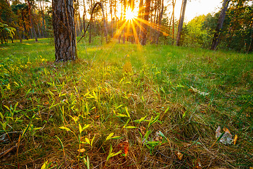 Image showing Sunbeams Pour Through Trees In Summer Spring Forest At Sunset. R