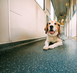 Image showing Transportation Dog In Railway Carriage