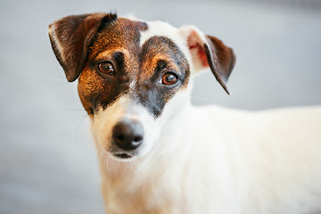 Image showing Dog jack russel terrier