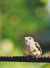 Image showing House Sparrow Passer Domesticus On Fence