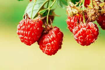 Image showing Raspberry. Raspberries. Growing Organic Berries