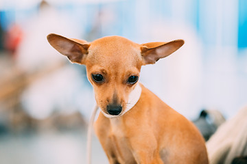 Image showing Toy Terrier Puppy Dog Close Up Portrait