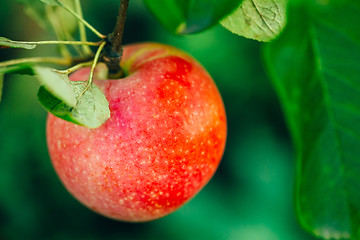Image showing Fresh Red Apples On Apple Tree Branch