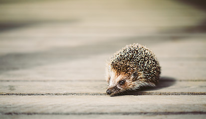 Image showing Small Funny Hedgehog On Wooden Floor