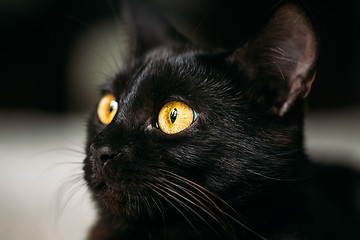 Image showing Close Up Portrait Peaceful Black Female Kitten Cat