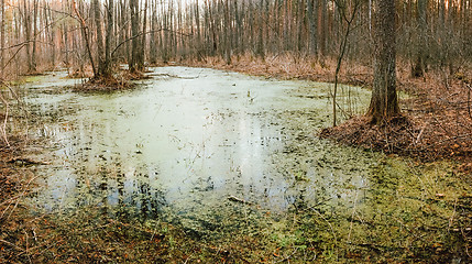 Image showing Wild Bog Swamp.