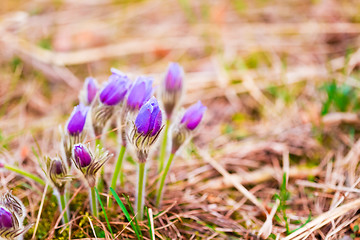 Image showing Wild Young Pasqueflower In Early Spring.  Flowers Pulsatilla Pat