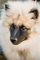 Image showing Gray Keeshound, Keeshond, Keeshonden Dog German Spitz Wolfspitz