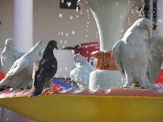 Image showing dove and fountain