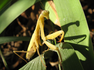 Image showing Mantis religiosa