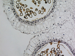 Image showing Lily anther micrograph