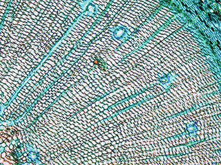 Image showing Pine Wood micrograph