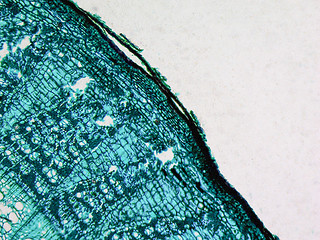 Image showing Tilia stem micrograph