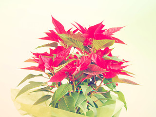 Image showing Poinsettia Christmas star