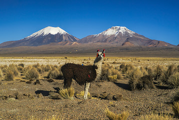 Image showing Llama in Sajama