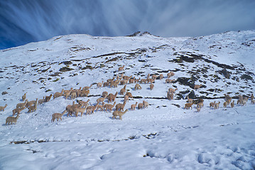 Image showing Herd of Llamas in Andes