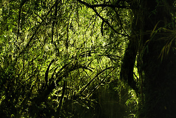 Image showing Parque Nacional Alerce Andino