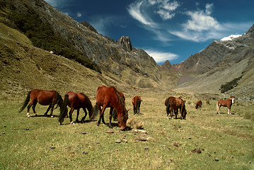 Image showing Horses in Andes