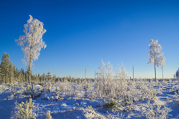 Image showing Snow-covered trees