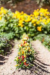 Image showing Hot peppers plant