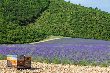 Image showing Beehive close to lavander field